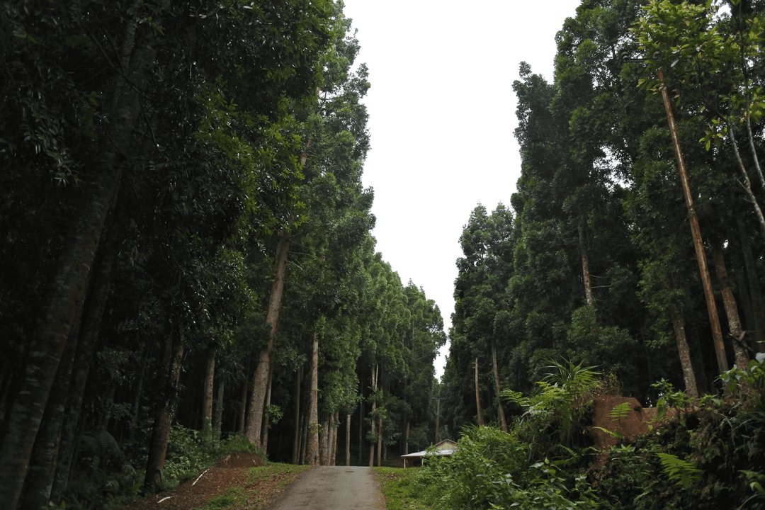 Tree Plantation Drive