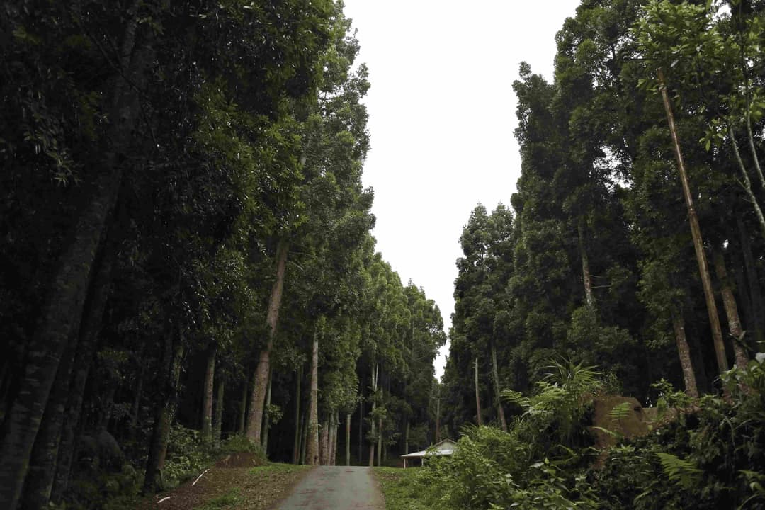 Tree Plantation Drive