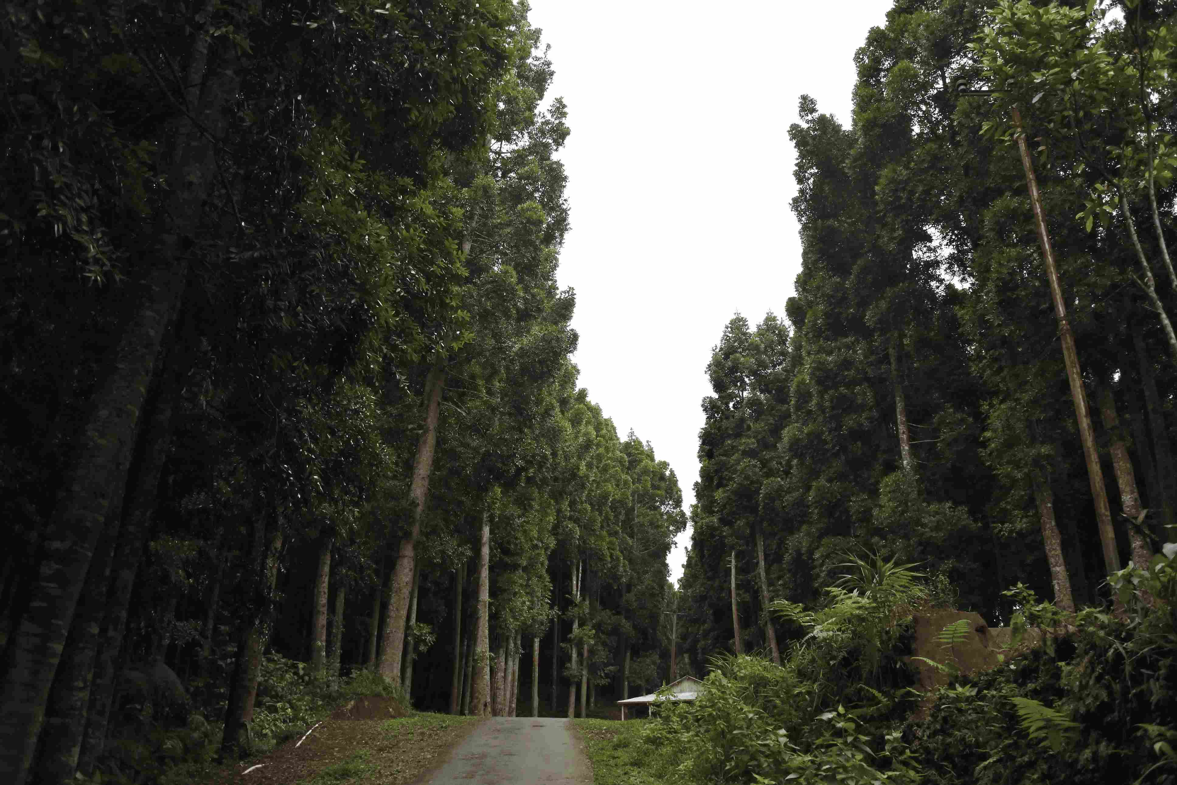 Urban Tree Plantation Drive